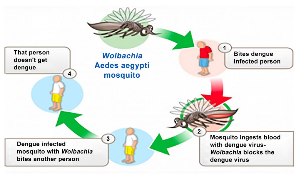 Wolbachia Method