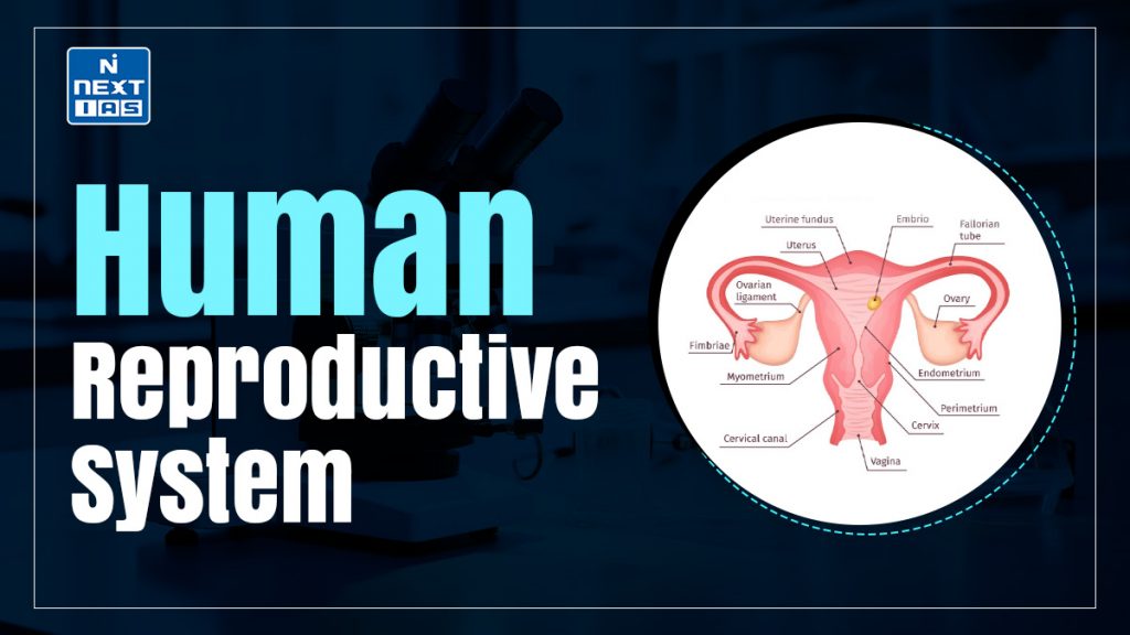 Human Reproductive System About Anatomy Diseases More