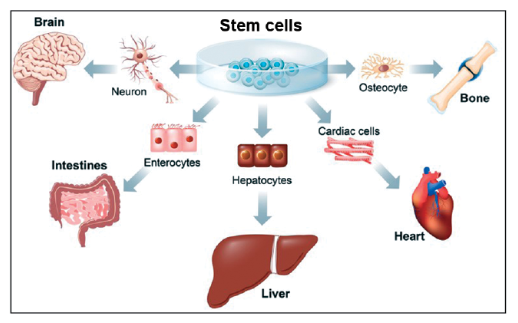 stem cell therapy