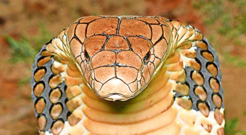 king cobra