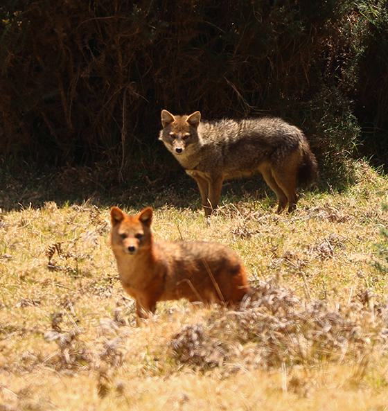 Golden Jackals