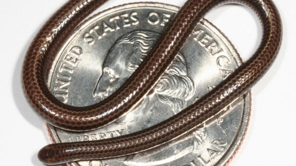 Worlds-Smallest-Known-Snake-Seen-in-Barbados