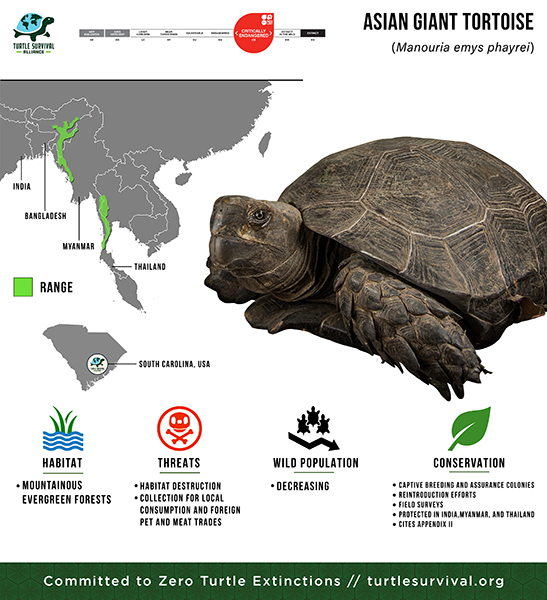 Asian Giant Tortoise