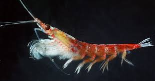 Krill