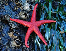 Starfish
