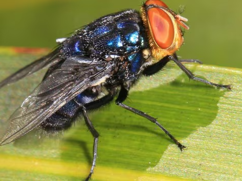 मायासिस का कारण