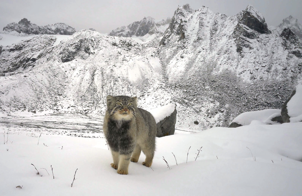 pallas’s cat