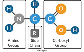 amino acid