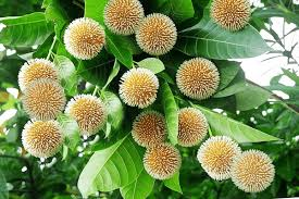 कदंब वृक्ष