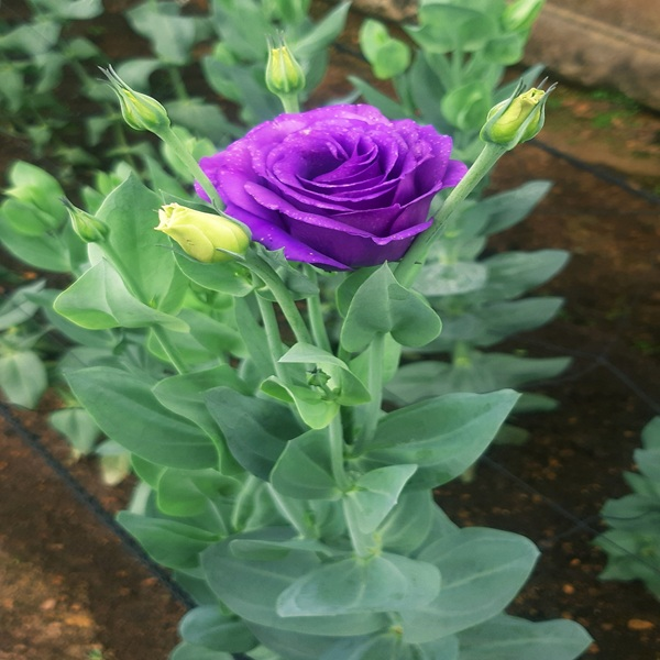 eustoma flower