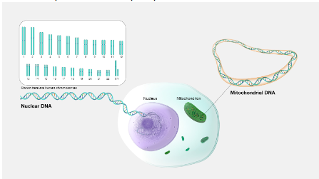 जीनोम&nbsp;