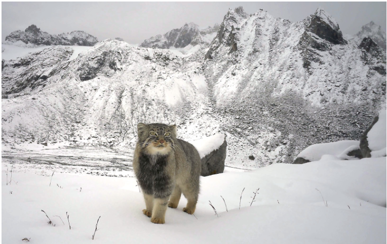 पैलस की बिल्ली