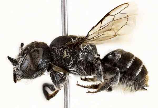 लूसिफ़र मधुमक्खी