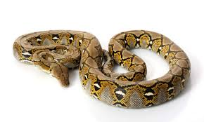 reticulated python