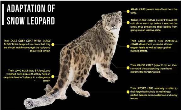 adaptation of snow leopard