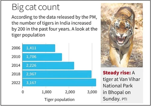 big cat count