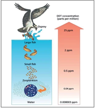 biomagnification