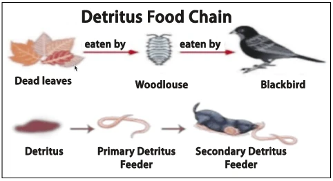 detritus food chains