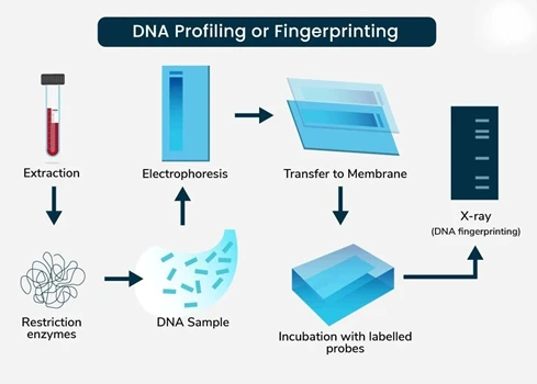DNA fingerprinting