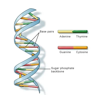 DNA