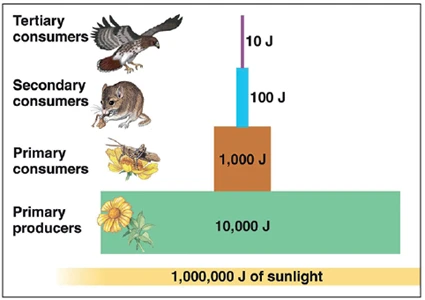 ecological efficiency