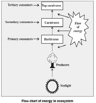 flow chart of energy in ecosystem
