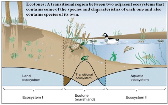 ecotone