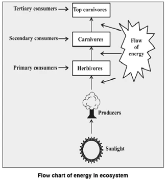 flow chart of energy in ecosystem