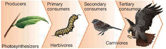 grazing food chains
