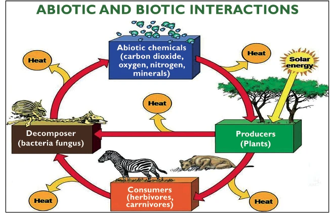 abiotic and biotic interactions
