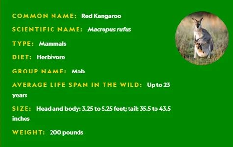 kangaroos