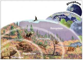 levels of ecological organisation