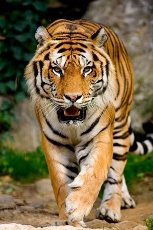 national animal of india