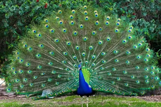 national bird of india