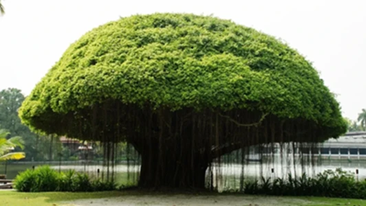 national tree of india