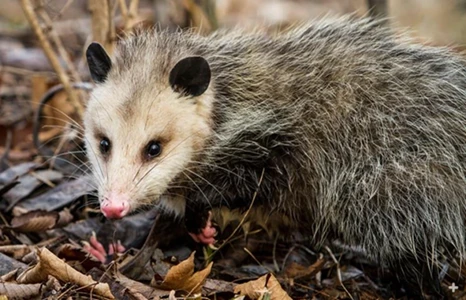 opossums