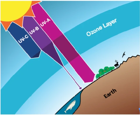ozone layer describes the protective layer