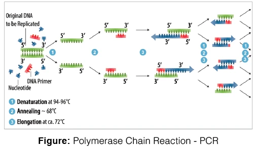 polymerase chain reaction