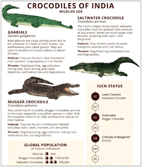 project crocodile
