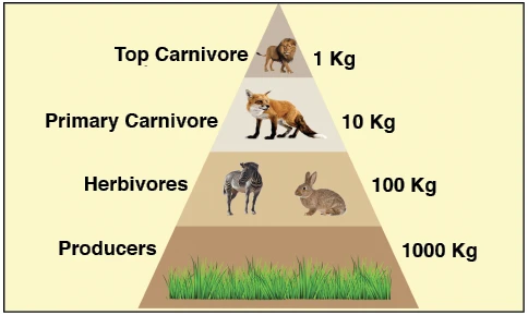 pyramid of biomass