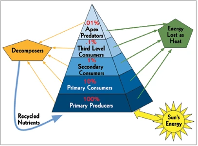 pyramids of energy