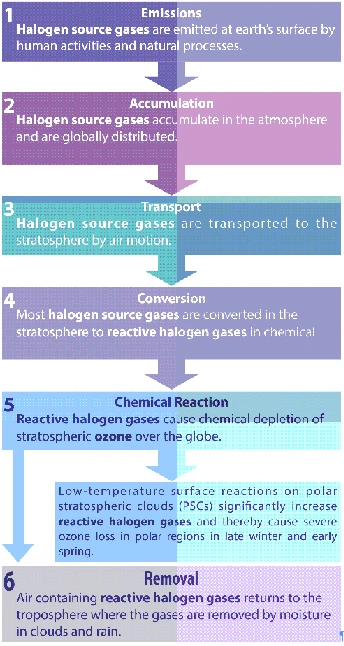 role of polar stratospheric clouds