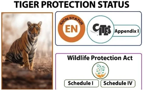 tiger protection status